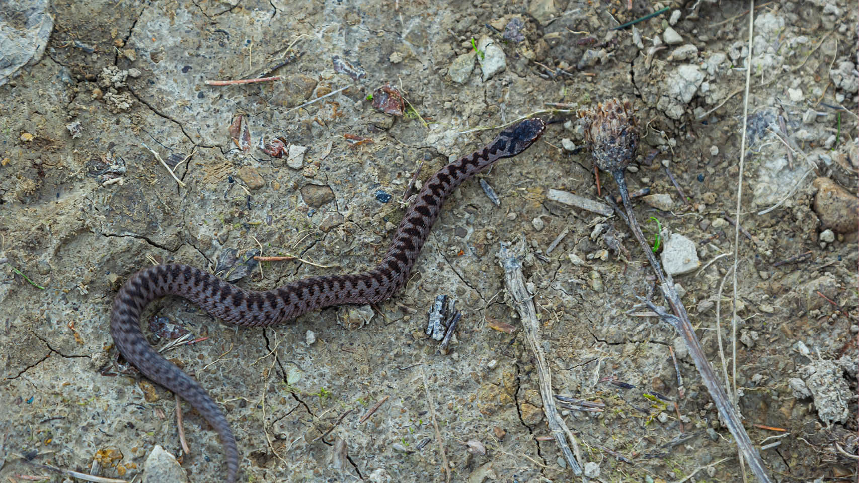 Huggorm  Giftinformationscentralen gör riskbedömningar och ger råd vid akuta förgiftningstillstånd. Rekordåret 2018 togs 1225 samtal emot om huggormar, jämfört med 848 samtal under 2022. Hittills i år har Giftinformationscentralen tagit...